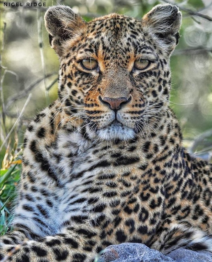 myrtleSC1's tweet image. Christened, Saseka. She was renamed Thandi meaning 'beloved'. Daughter of Karula. She was with us here on this rock from 2006 till April 2022. So missed still today. #wildearth #Thandi #Catsoftwitter