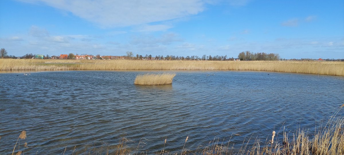 Hier zie je dat gaas om ganzenvraat te voorkomen om riet te kunnen laten groeien echt werkt. Het plukje riet is omcirkeld met gaas uit 2013 #volgermeer