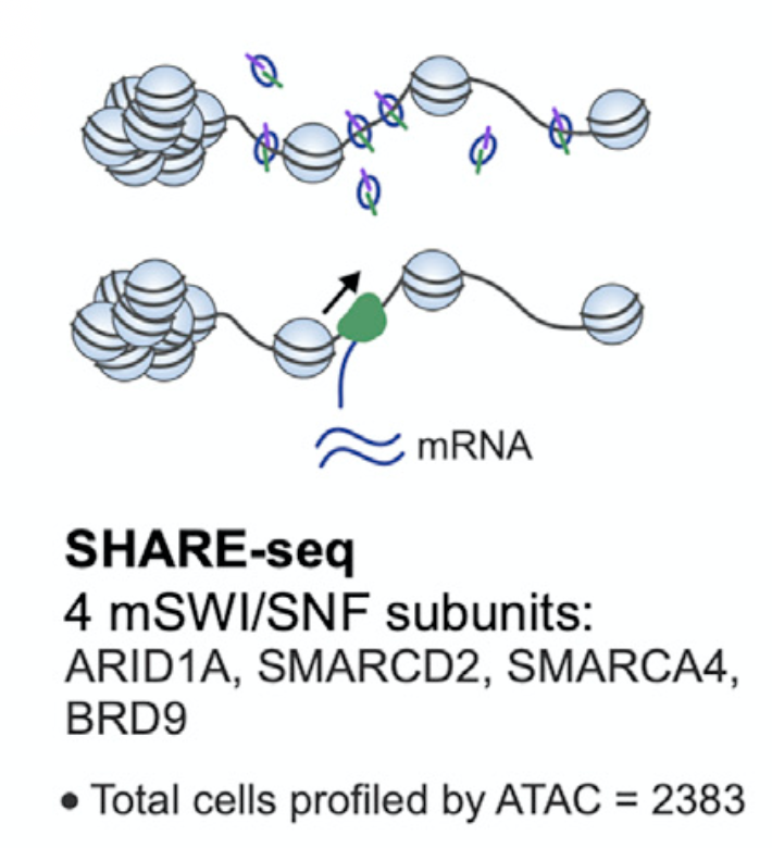 We then asked how loss of mSWI/SNF affects chromatin accessibility using SHARE-seq in a wonderful collaboration with <a href="/saima_lab/">Sai Ma</a> and <a href="/JD_Buenrostro/">Jason Buenrostro</a> 🙏8/n