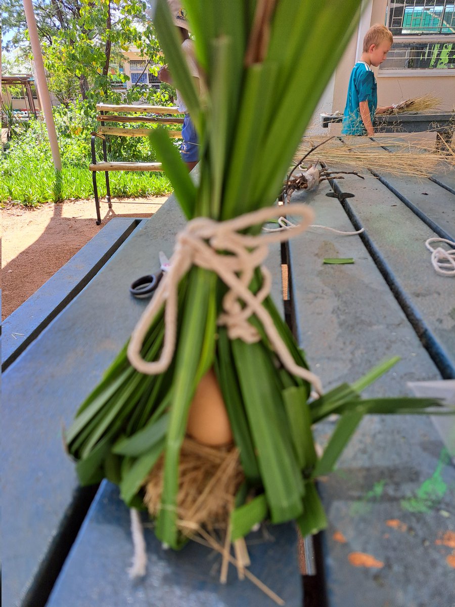 becia1978's tweet image. Grade 2 students @WISNamibia used critical thinking to make a strong nest. The goal behind it was to show understanding of the concept of environment and protection #learningAtWis #grade2 #sharingtheplanet  #thinkingclassroom