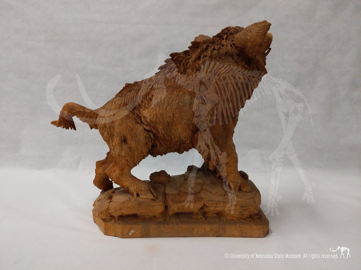 Morrill Hall (UNSM) tweet media