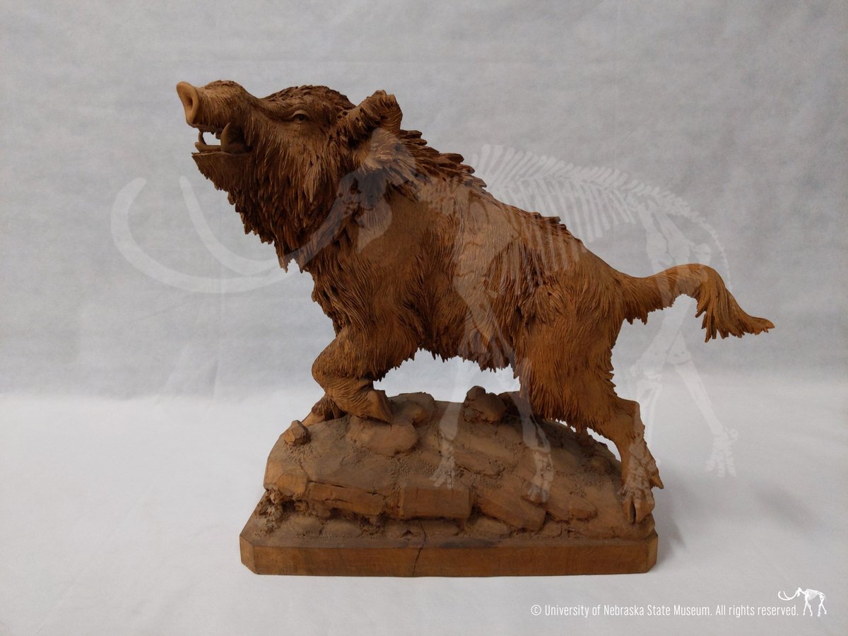 Morrill Hall (UNSM) tweet media