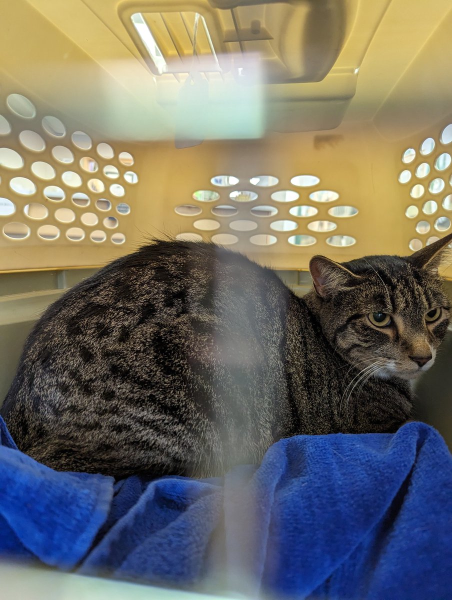 gameosicats's tweet photo. Meeple is very not happy about visiting the Vet today. 😾 https://t.co/EzrSXDAJYN