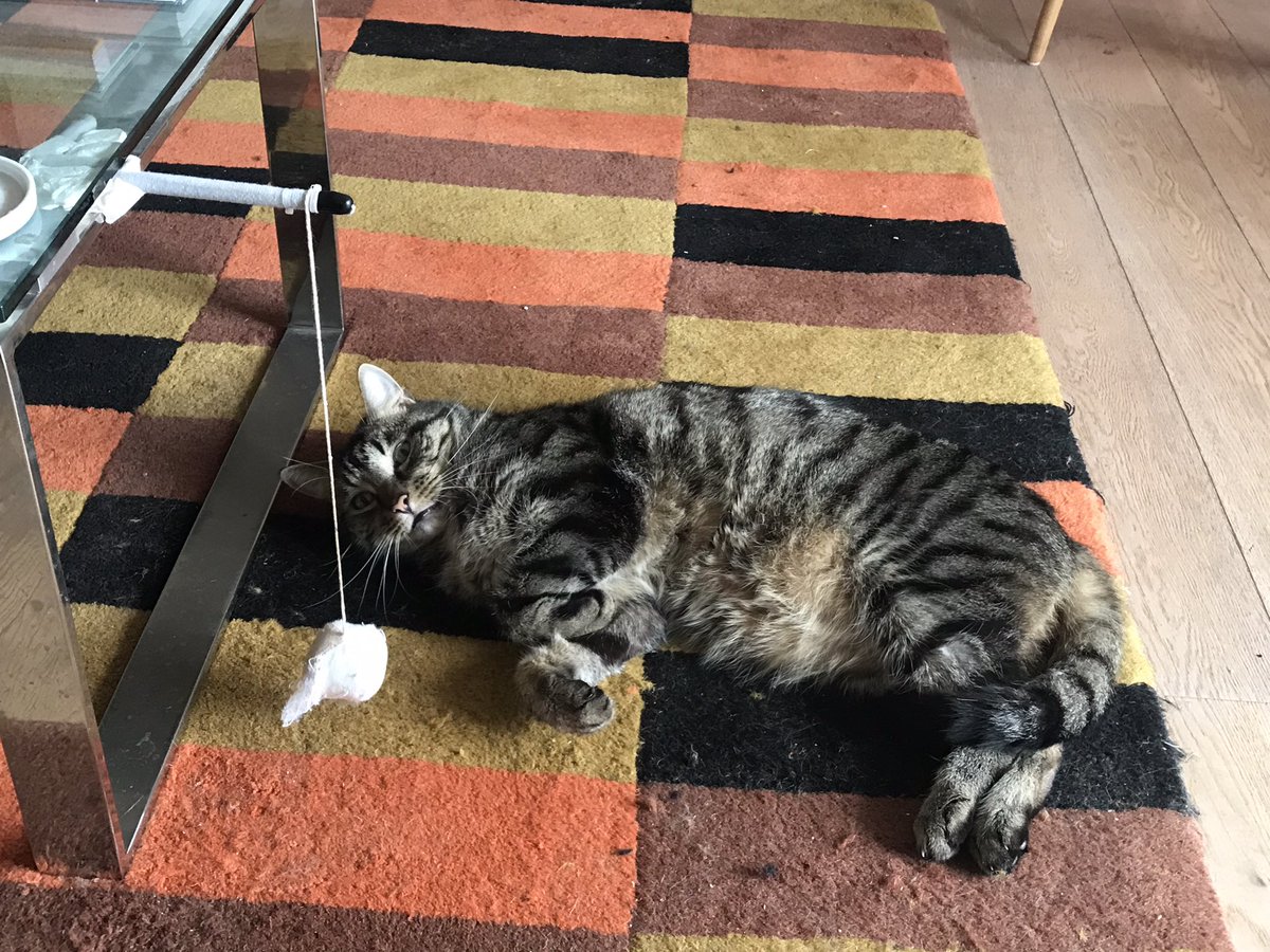 jason_tabby's tweet image. Time to swat my teasing wand