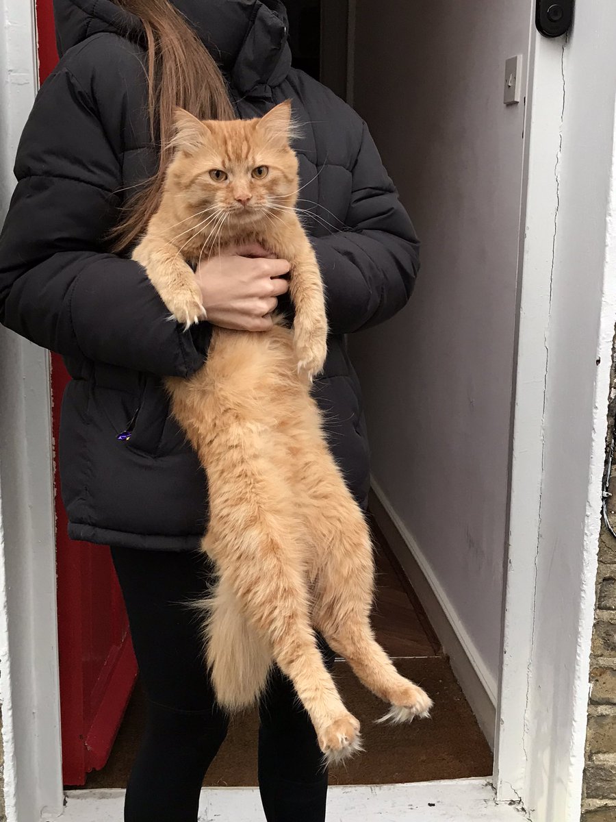 jason_tabby's tweet image. Dad saw this cat again yesterday. He has been evacuated from Ukraine to London, UK.
