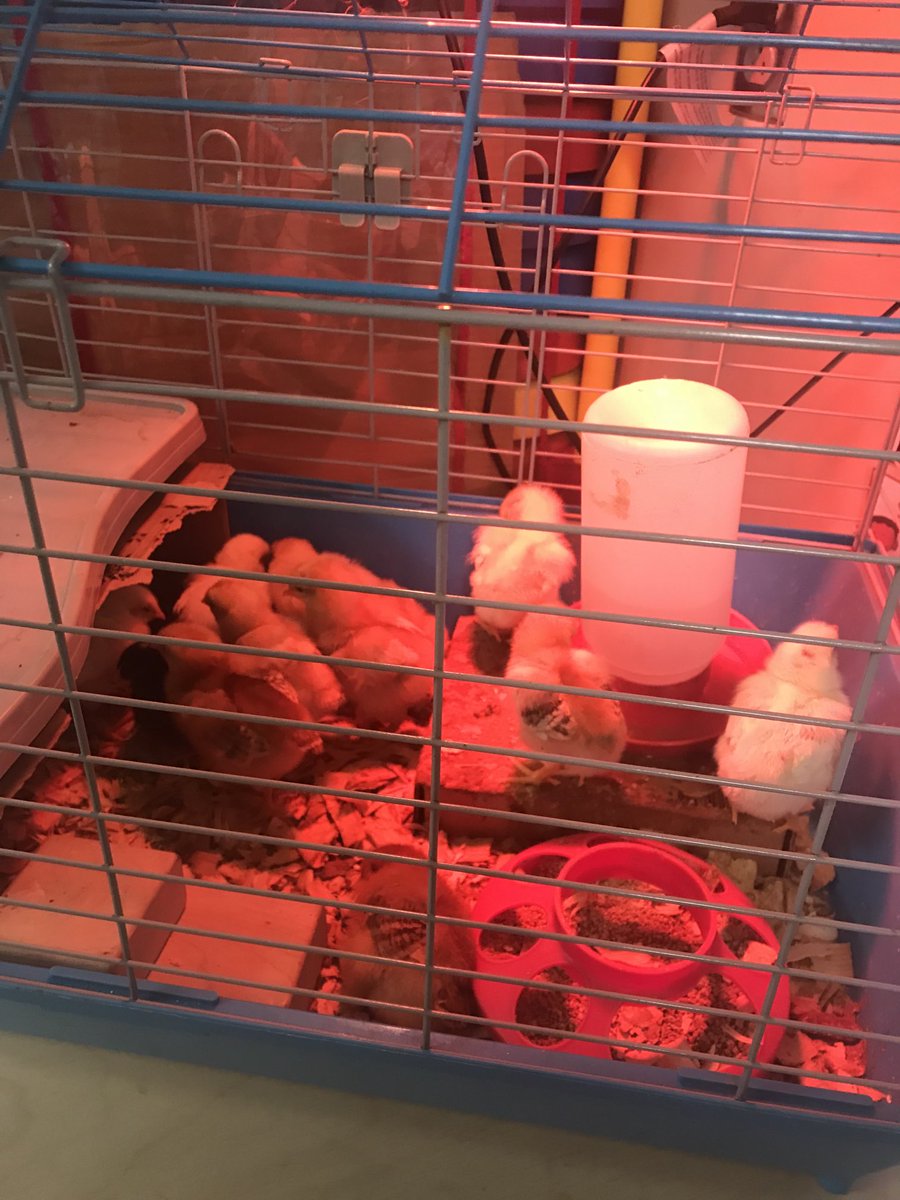 marc_dent's tweet photo. “CHICK” this out! Pre-K teacher Lisa Ferguson brought these little “baby’s” to enhance her lesson. The kids loved it!!!!!!!#waytogoprek! https://t.co/ssi22xoyGx
