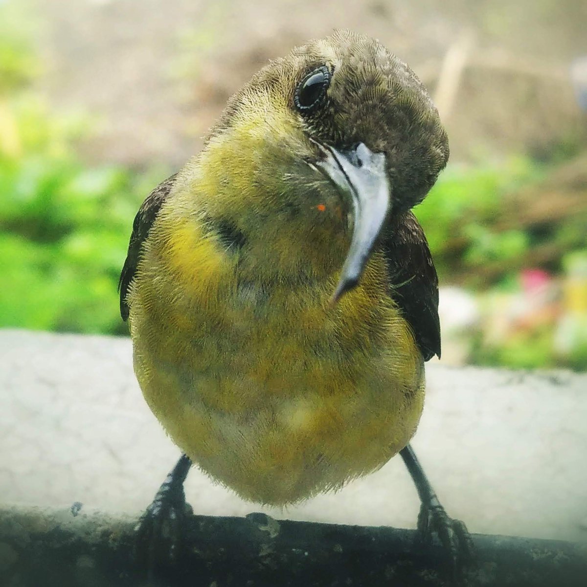Nature_Phactory's tweet photo. #birdphotography 
#nature
#russel
#kkr
#mi
#csk
#gl
#ipl
#TATAIPL #TATAIPL2023 
#jio
#JioCinema 
#jio5g
#SalmanKhan 
#ShahRukhKhan 
#india
#april
#HanumanJayanti https://t.co/D5pigCQFFm