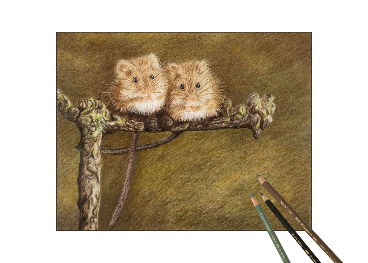2 little fieldmice sitting together. This will be the 2nd of 3 pieces on fieldmice, just about to start the 3rdone this weekend. A5 drafting film, Pencils used Faber Castell Polychromos, Caran d’ache Luminance. Ref photo: Belinda Fewings, Unsplash.