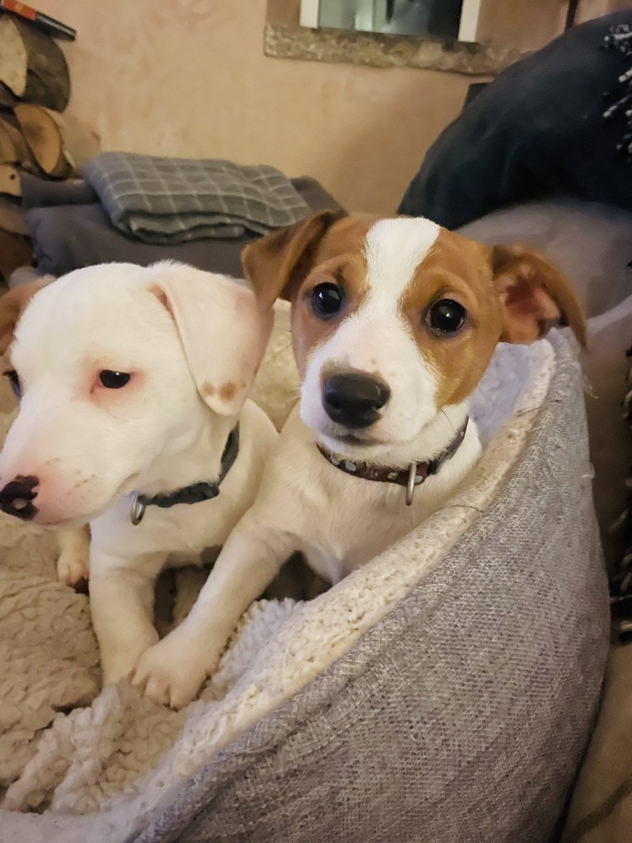 LunaInTheDales's tweet photo. #Lunainthedales 🐾❤️ #jrts #dogoftheday #jackrussellterrier #jackrussell ##dogsoftwitter #pupinfluencer #jackrussellmoments #jrt #jrtlove #jrtlovers #jrtlife #yorkshiredales #jrtclub #dogphotography #dogslife #dogmodel #pup #puppies #puppylove https://t.co/YtqV2D9RkS