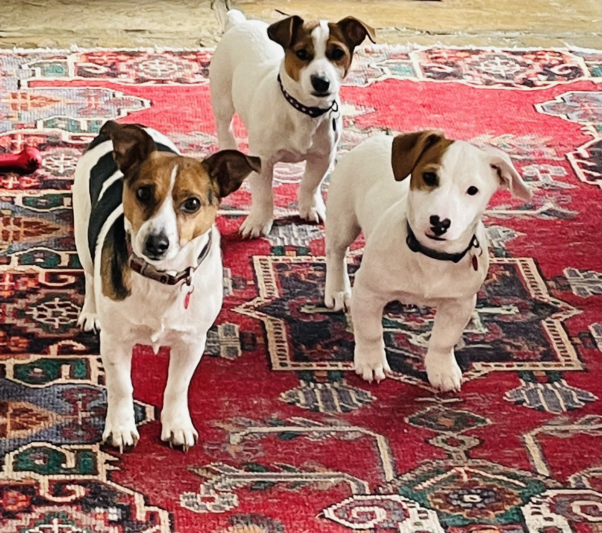 LunaInTheDales's tweet photo. #Lunainthedales 🐾❤️ #jrts #dogoftheday #jackrussellterrier #jackrussell ##dogsoftwitter #pupinfluencer #jackrussellmoments #jrt #jrtlove #jrtlovers #jrtlife #yorkshiredales #jrtclub #dogphotography #dogslife #dogmodel #pup #puppies #puppylove https://t.co/YtqV2D9RkS