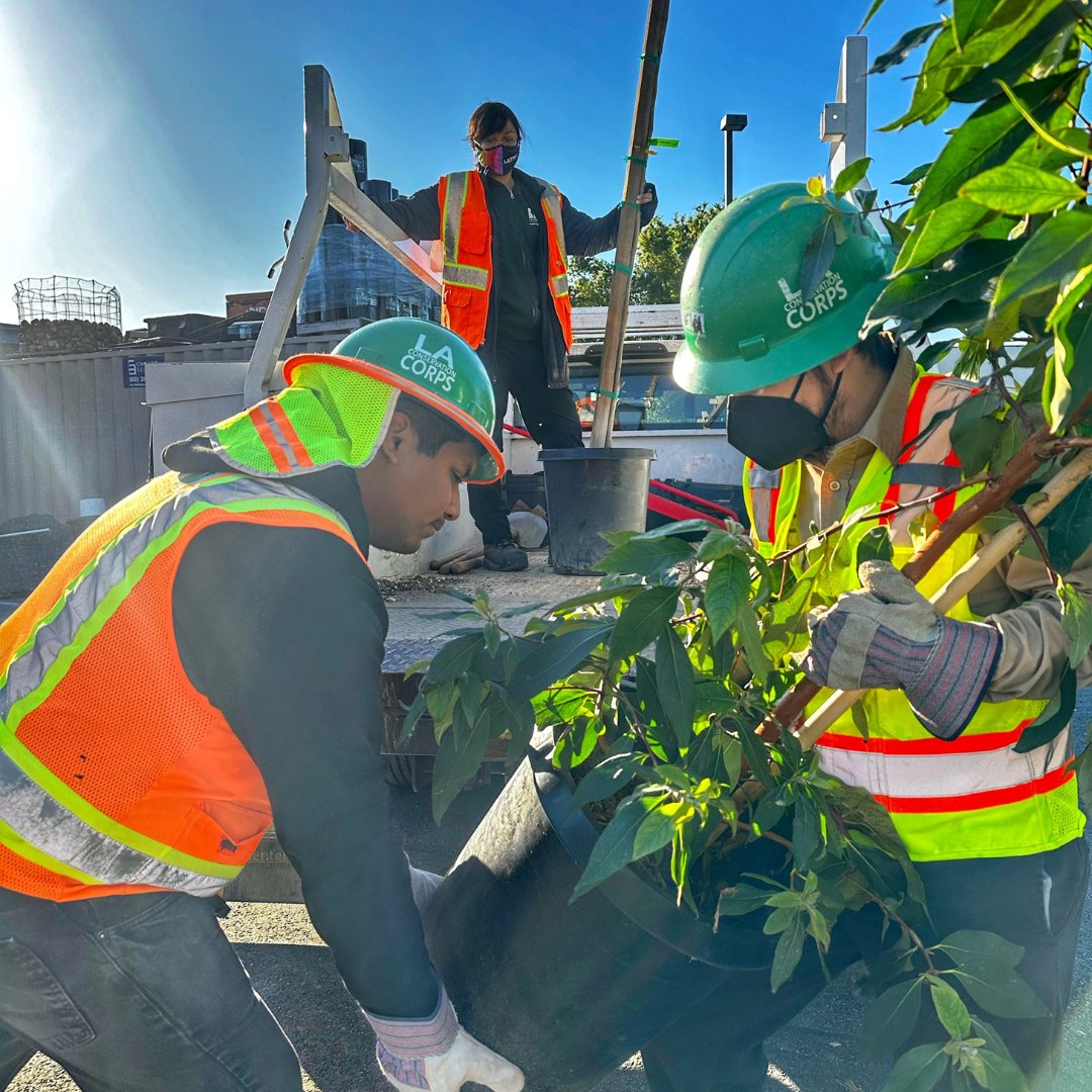 🌳 Our Corpsmembers from East LA have been hard at work loading trees to be delivered to LA residents with <a href="/CityPlants/">City Plants</a>! 🌳 We can't wait to see these trees planted and thriving in their new homes! 🌿🌱 
#treedelivery #sustainability #communitybeautification #greenjobs