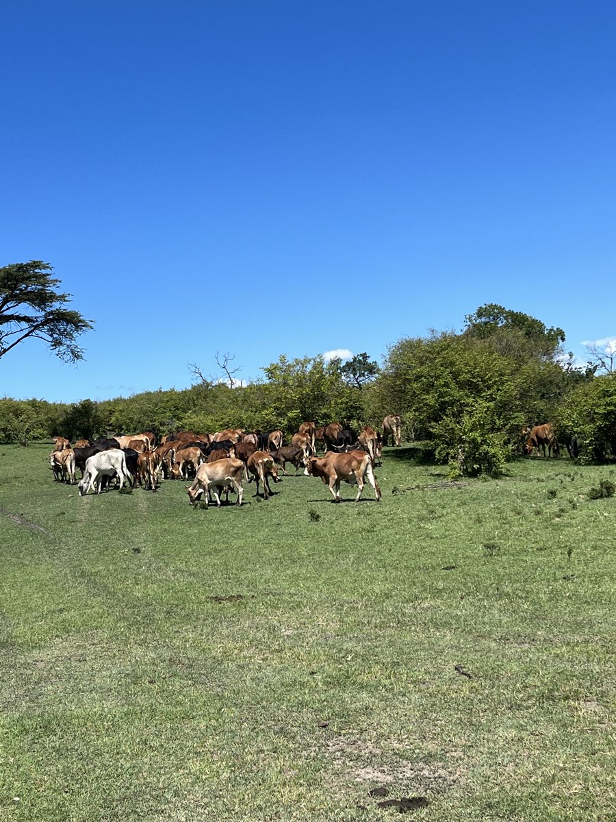 Kristin N. Johnson tweet media