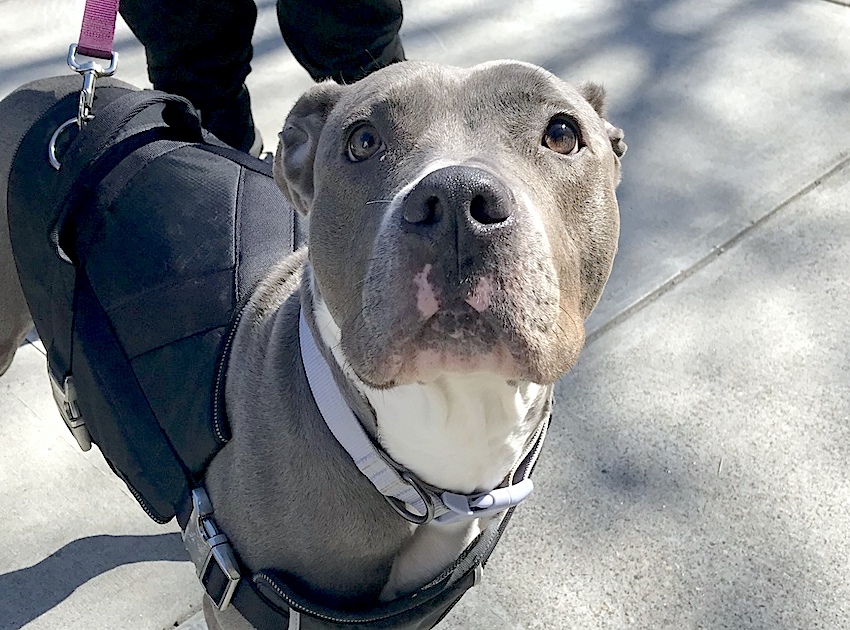 NMBewitched's tweet photo. Thank you, to all who #Pledge for our lost Dreamgirl
Now she has a chance
She has been seen🙏

#FosterNeeded
#NYCACC https://t.co/OqtHq6TV4K