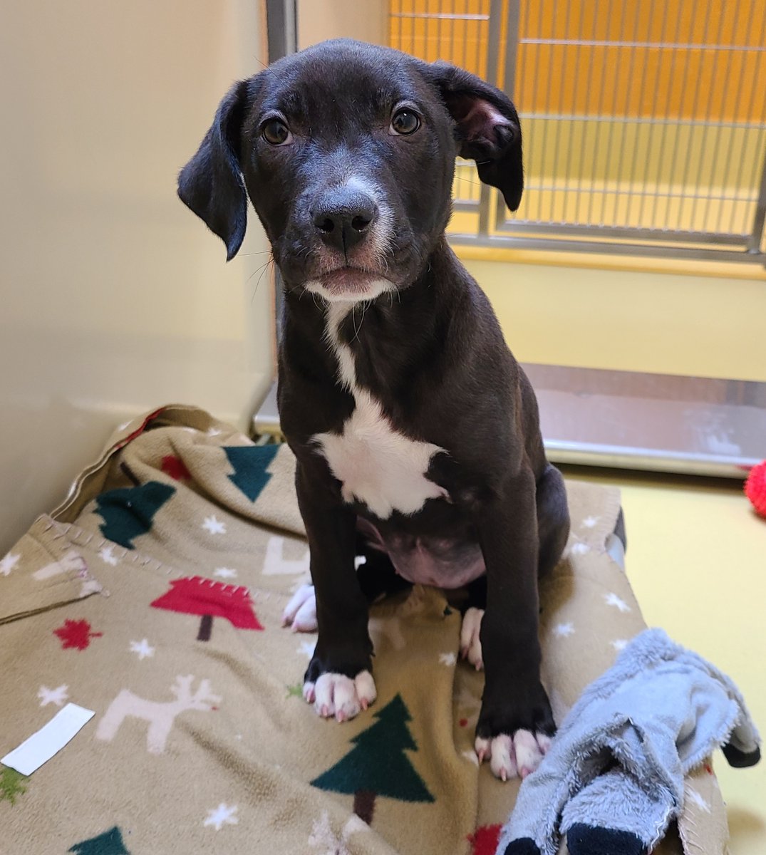 kshumanesociety's tweet photo. Woofly is a puppy who wants to share some fun facts about herself:
1. She has a nose
2. She likes to listen to Madonna
3. She's excited for our Puppy &amp; Kitten Shower this Saturday at KHS 
4. She has a nose
#AdoptICT

Woofly: https://t.co/8QFDxfBHYu https://t.co/tI4sJCT3o4