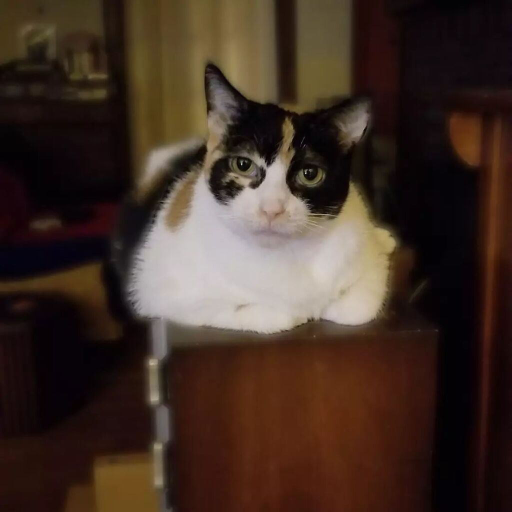 DefiantMonkey Improv tweet media