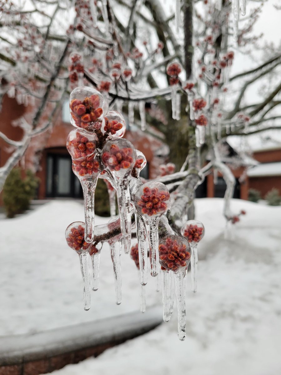 #icestormottawa #ottawastorm #icestorm2023 <a href="/CBCWeather/">CBC Weather Centre</a> <a href="/weathernetwork/">The Weather Network</a> <a href="/ctvottawa/">CTV Ottawa</a>