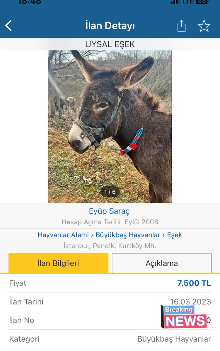 Geçen sene motoru sattığım parayla ne alabilirim dedim.
Sonuç;