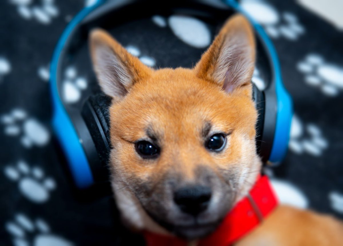 FelixandToku's tweet photo. Wired in. https://t.co/R2gllFpUQh