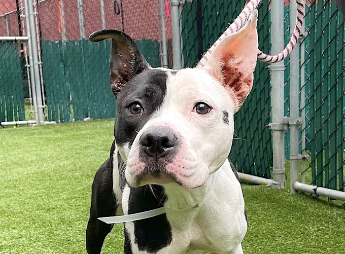 psychicwhisper3's tweet photo. ๐๐ฅHARLEM ๐Kill Command๐ฅ
Sweetest Girl Shy Affectionate Almost
Out Of Timeโ๏ธ๐ฉ#NYCACC
Be Her Voice ๐ฃHelp Her Now๐
#ADOPT #PLEDGE #FOSTER #RT
๐งnycdogslivesmatter@gmail.com
DM @CathyPolicky ASAP #Hurry
#SaveHARLEM ๐๐โโ๏ธ https://t.co/y0yV8ggK6Z