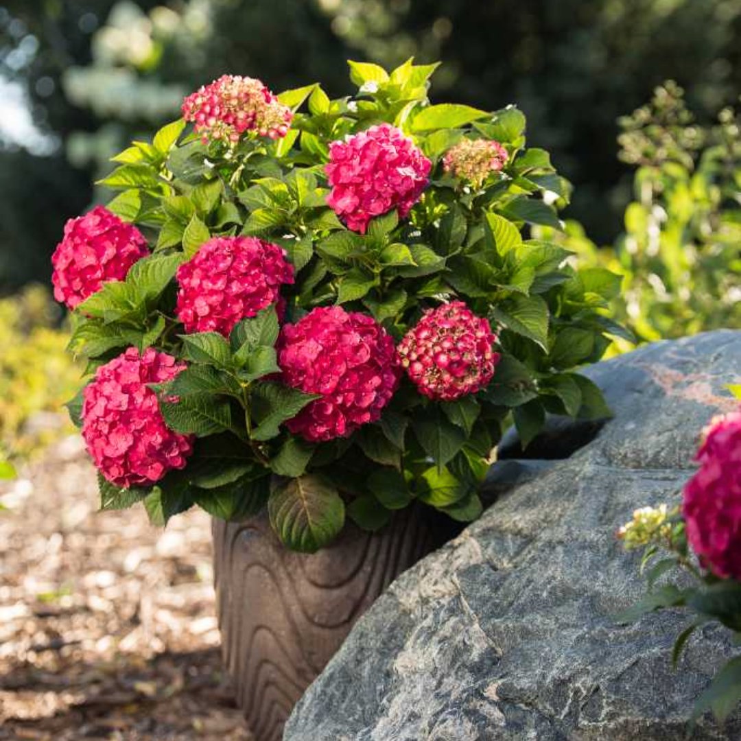 naturehills's tweet image. You'll love having lavish blooms all growing season long with the Endless Summer® Summer Crush® Hydrangea💗

Shop here: bit.ly/3ZErA7V

#hydrangea #springbloom #spring #bloom #plant #flower