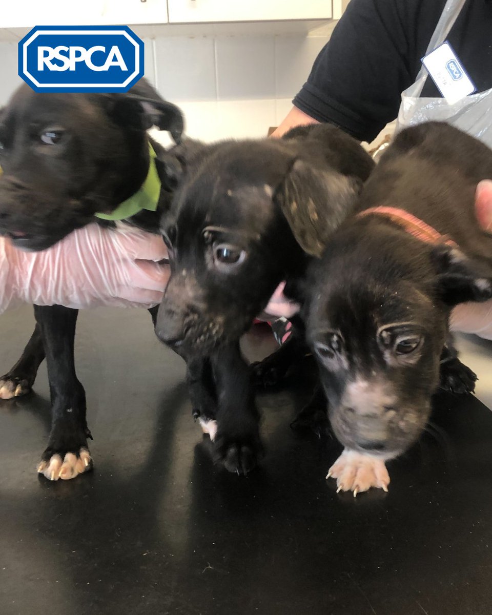 🐶💔 Three 8-week-old pups were found dumped in a box by a canal in #SowerbyBridge😔

They were sadly suffering from skin conditions and one also has a swollen front leg with an abscess. They are now receiving much-needed TLC 💙

If you have any info, please call 0300 123 8018 ☎️