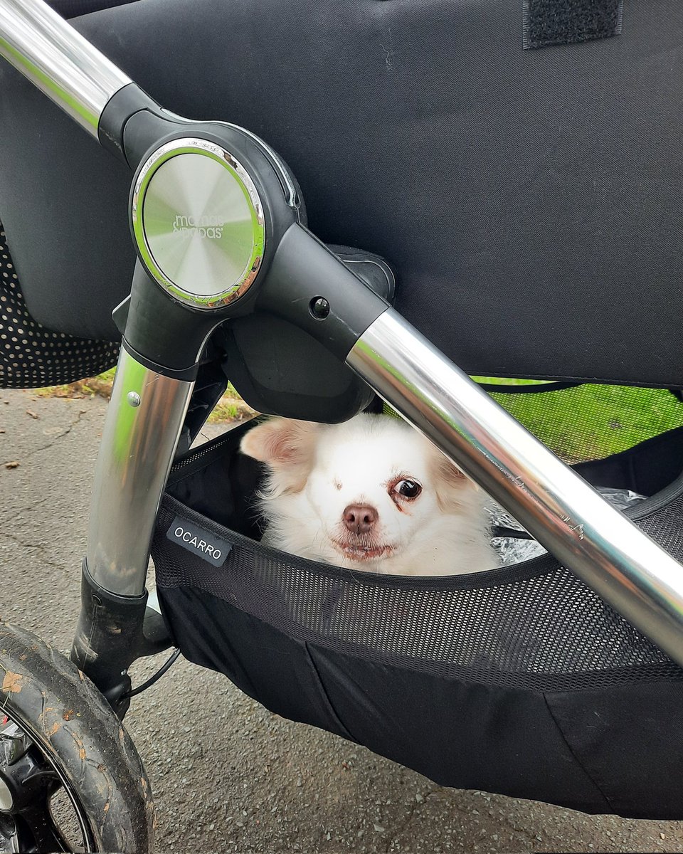 Katie's Paws and Chores tweet media