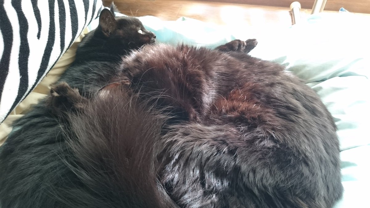 ♡moco𓃠*⑅🐾猫は強く優しく偉大🐾 tweet media