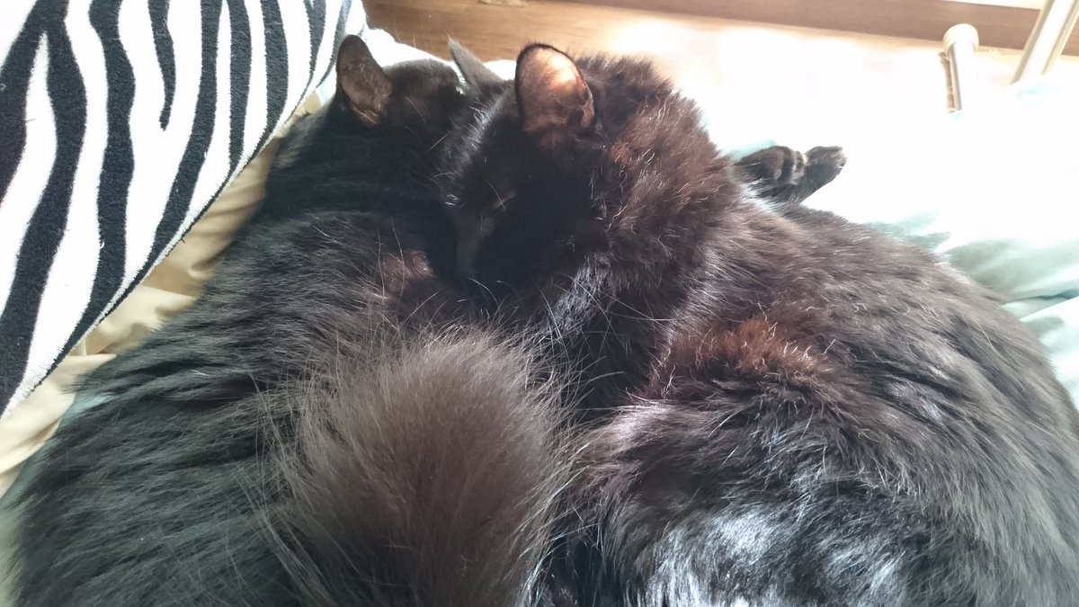 ♡moco𓃠*⑅🐾猫は強く優しく偉大🐾 tweet media