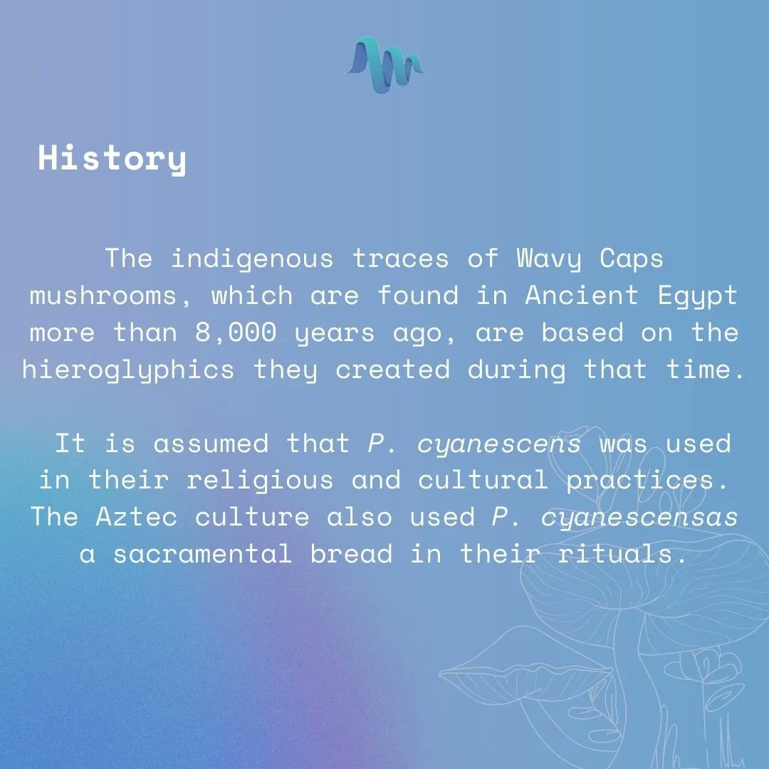 thirdwaveishere's tweet photo. P. cyanescens AKA β#WavyCaps'' due to their large brownish wave-shaped caps is a highly potent species known to have strong psych3delic effects.
Have you tried this π ? Want to learn more about them? Check out our latest #blogpost #magicmushrooms
https://t.co/yfdQysZv3f https://t.co/Qe2UFjctha