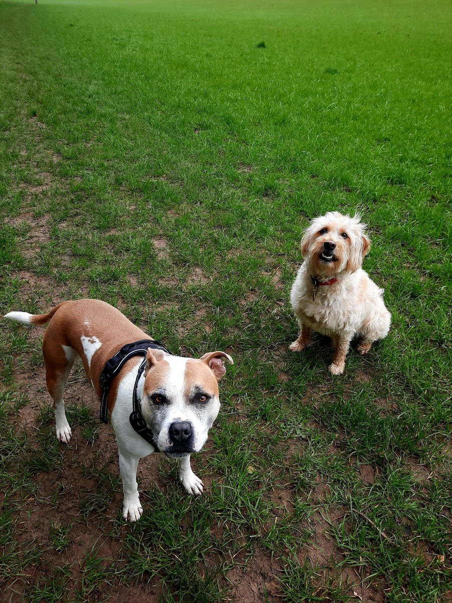 Katie's Paws and Chores tweet media