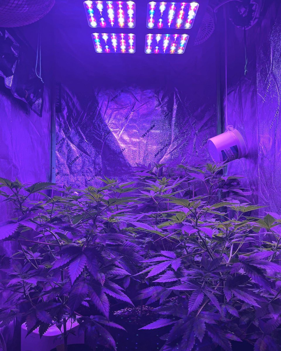NiagrowNY's tweet photo. #HowsMyGrowing?
I’m gonna move them to the flower tent next week! 🪴🪴🪴🪴
#niagrowny #nyweed #barneysfarm #mimosaEVO #cannaboyz #twistedhelix #viparspectra #Mmemberville #CannabisCommunity https://t.co/dfOvgrYJOR