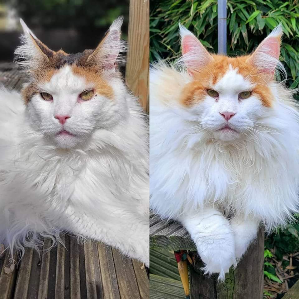 People have commented why pip doesn't look like me.

Well..... She 100% looks like her dad (pip on the left)

#AdoptDontShop #catsoffacebook #rescuecats #mainecoon #whitecat #CalicoCrew