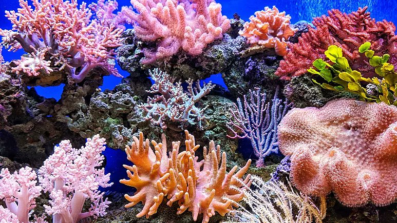 ClimateBen's tweet photo. Half of Earth's living coral has been destroyed by the industrial economy over the last 70 years along with 66% of coral-reef biodiversity. Scientists expect remaining corals to be annihilated given global warming levels projected by 2025- 2035. Who will champion system change?🧵 https://t.co/RxTFxMxf6b