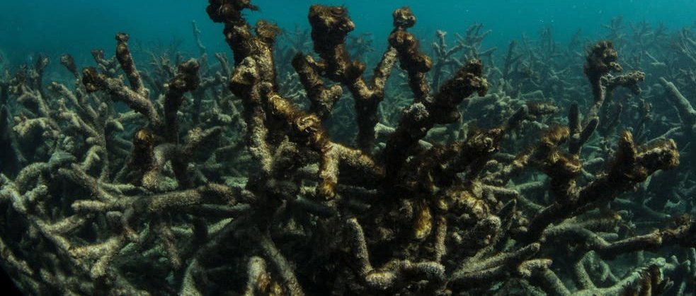 ClimateBen's tweet photo. Half of Earth's living coral has been destroyed by the industrial economy over the last 70 years along with 66% of coral-reef biodiversity. Scientists expect remaining corals to be annihilated given global warming levels projected by 2025- 2035. Who will champion system change?🧵 https://t.co/RxTFxMxf6b