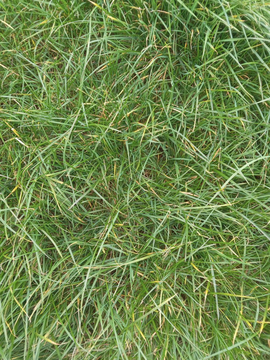 Clonakilty update; grass-only receiving 150 kg N/ha and the grass-clover receiving 150 kg N/ha. SR 2.57 cows/ha per treatment. The AFC is 878 kg DM/ha with a growth of 37 kg DM/ha per day ☘ #Moorepark23