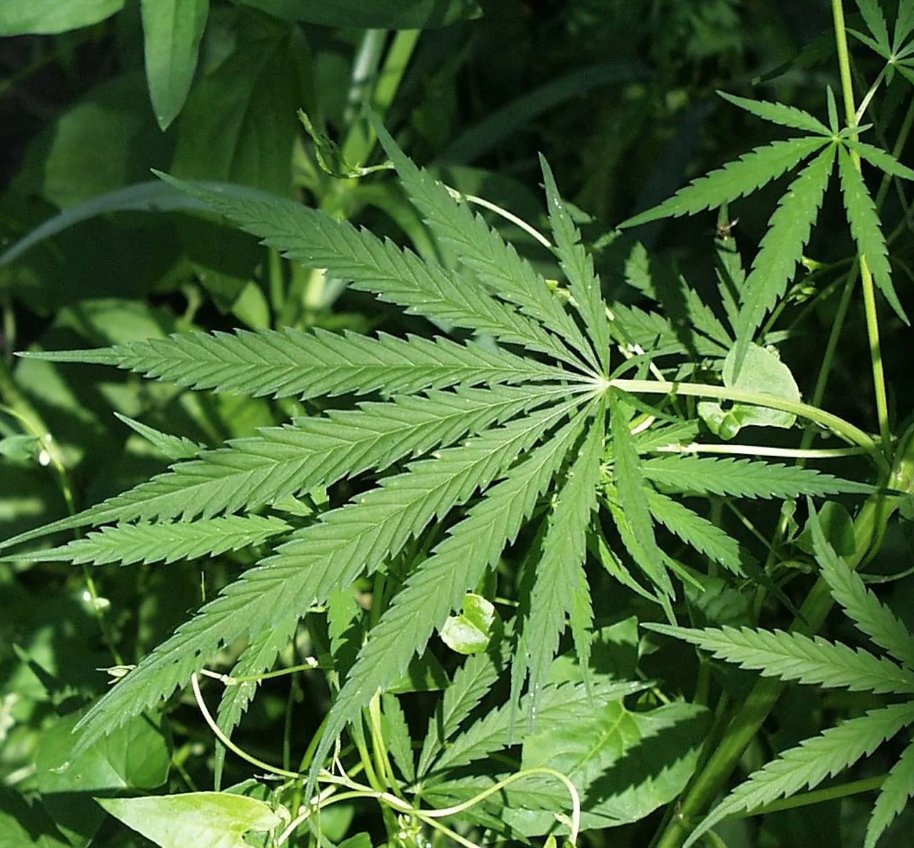 drkohilathas's tweet photo. β-Caryophyllene

A major constituent of cannabis and other herbs and spices with anti-inflammation, antioxidation, immunomodulation, anti-viral, cardioprotection, neuroprotection, kidney-protection, lung-protection, analgesic, and anti-cancer properties. 

A THREAD 🧵 https://t.co/5UCyIBdXGE