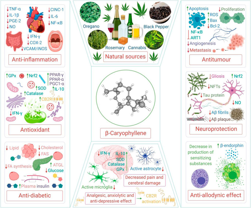 drkohilathas's tweet photo. β-Caryophyllene

A major constituent of cannabis and other herbs and spices with anti-inflammation, antioxidation, immunomodulation, anti-viral, cardioprotection, neuroprotection, kidney-protection, lung-protection, analgesic, and anti-cancer properties. 

A THREAD 🧵 https://t.co/5UCyIBdXGE