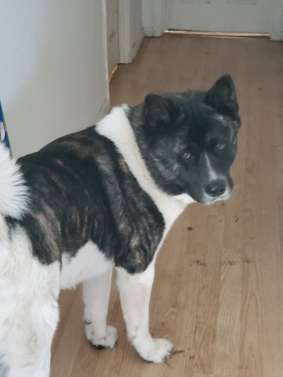 jonnyblaze710's tweet photo. The look you get when the dog hears you got 31 @BeepBoopBotz boners and he can't have any #BeepBoopRobotDogs #BeepBoopBotz #BeepBoopArmy https://t.co/Gqp8vKhAVP
