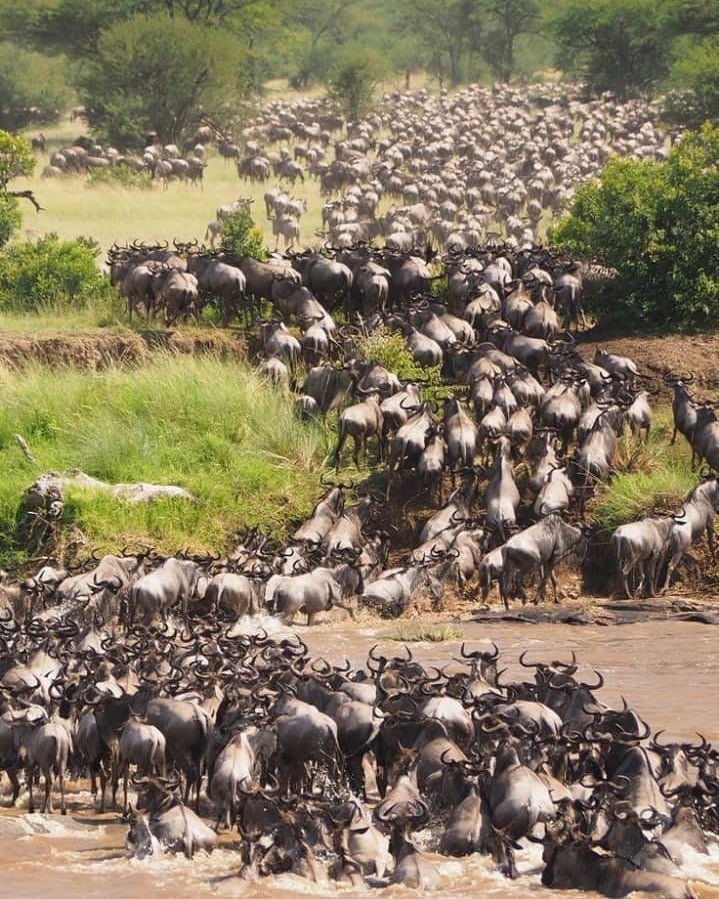 joicatours's tweet photo. The Great Wildebeest Migration is one of the last mass terrestrial wildlife movements left on the planet.  

Don't miss this adventure with our best packages. Contact us 📩 joicatours@gmail.com

#joicatours #privatejourneys #bespoketravel #wildmigration #familysafari https://t.co/4MWFtm1qVV