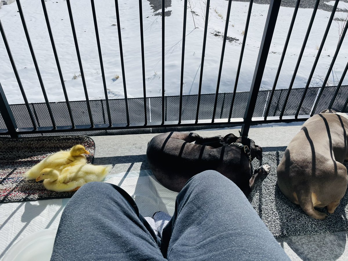 Current work view #DucksAndDogs #StartupLife #WorkFromHome