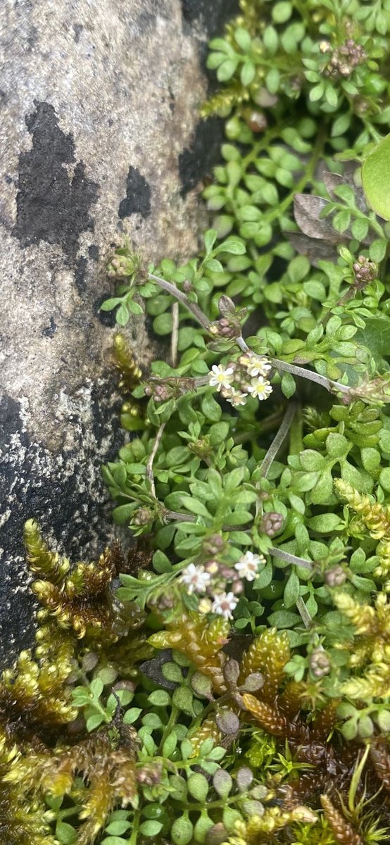 The Hornungia petraea is now in flower! Our previous count was way out, now <40. Thriving! @BotanyBrecknock @BSBIbotany @BSBICymru @wildflower_hour @BeaconsPhotos @BreconBeaconsNP