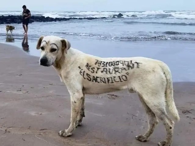 En #Tuxpan #Veracruz humillan a perrito 

Al restaurante "El Sacrificio" se le ocurrió la "grandiosa" idea de pintar publicidad en un perrito que deambula por las playas. Hasta cejas le pintaron.😡
#Mexico
<a href="/MundoPatitas/">Mundo Patitas AC</a> <a href="/MascotaCoyoacan/">Mascotas Coyoacán 🐾</a>