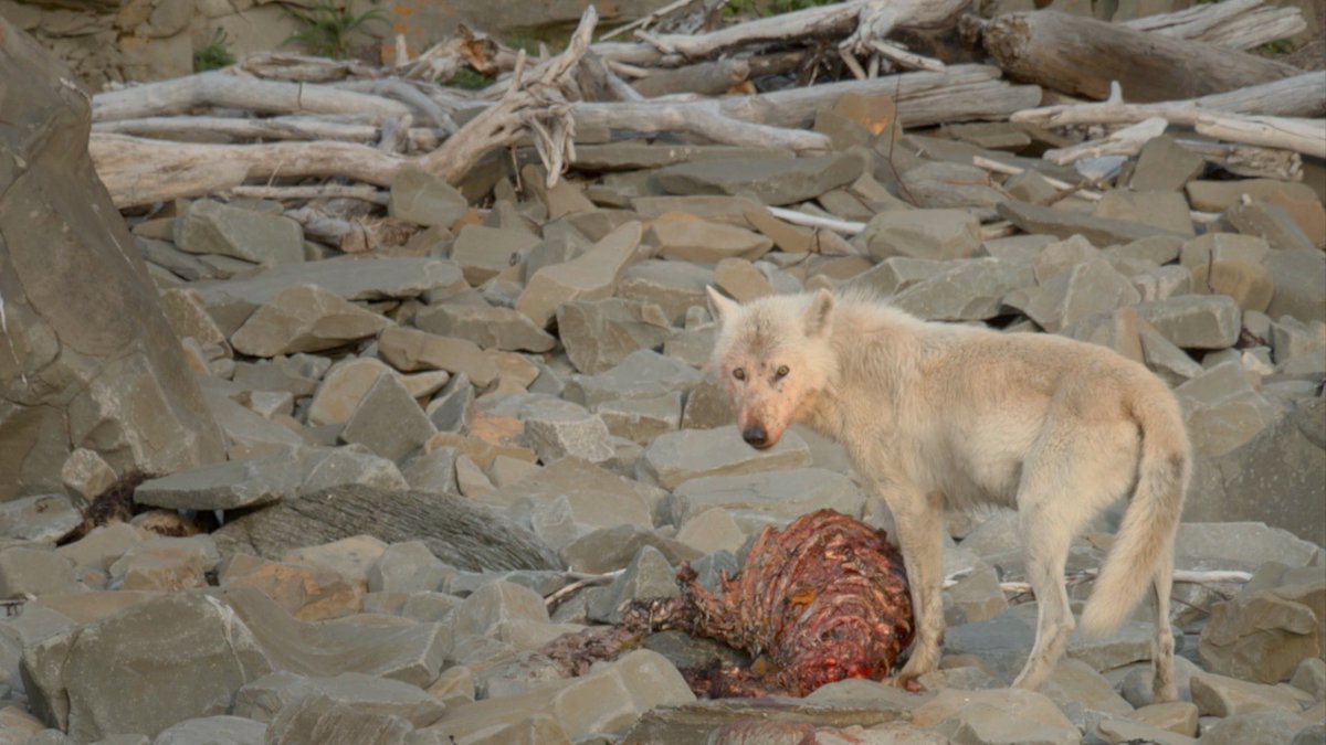 check out this awesome shot of the breeding male from the Swikshak pack on the <a href="/KatmaiNPS/">Katmai National Park</a> coast feeding on a sea lion carcass! 😱 #coastalwolf