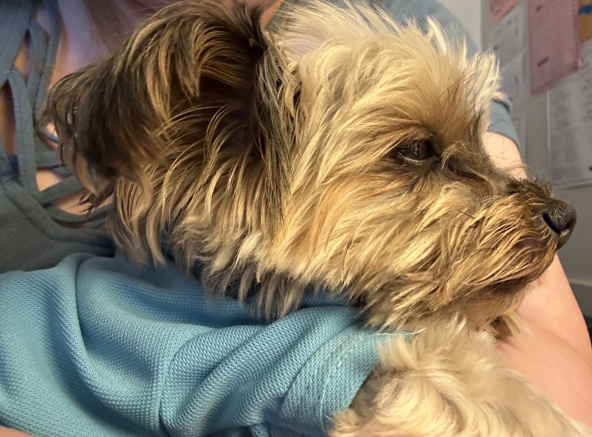 MissRobison10's tweet photo. Love getting to hang out with the pups during work! I may be bias that this one is the cutest… @Nimitz_PetCare https://t.co/UbLj1IkkBm