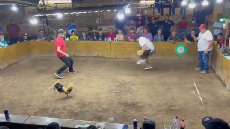 RT_com's tweet photo. Man gets stabbed by own cock (tragic)
https://t.co/7z5LWjPP8f https://t.co/oNAwobvUI6