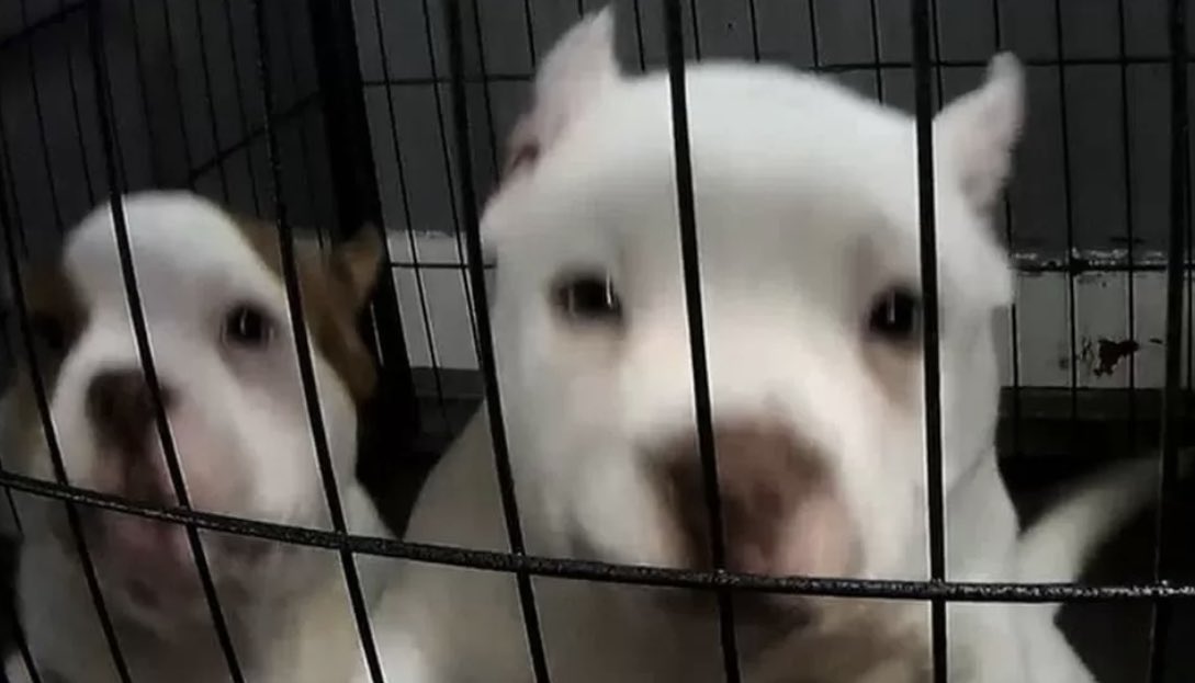 Animal_Watch's tweet photo. Dog show called off again in Manchester over ear crops https://t.co/cio9gvUjFw #FlopNotCrop #EarCropping #dogs #AnimalCruelty https://t.co/lyq7niV2uZ