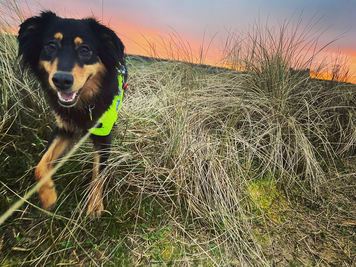 There’s nothing quite like working beneath a #northumberland #sunset. I was desperate to work this evening on my walk, but with no body to hide for me we had to make do with searching for the boss’ hat <a href="/NNPMRT/">NNPMRT</a> <a href="/MRSearchDogsEng/">Mountain Rescue Search Dogs England</a> #searchdogintraining #workingdog #alwaysworking