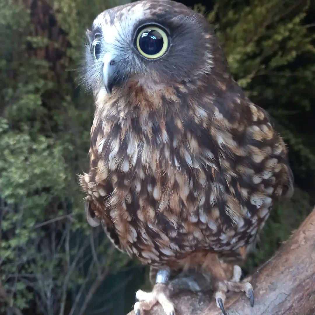 AnimBehav's tweet photo. Have a great long weekend everyone! 🎉
If you are going away on vacation or staying at home, take some time to look and explore the wildlife around you! Have a great holiday!
🐦🦎🐧🦉🐢🐝🐜🐌🐍🦆🪱🕷
Image credits: Ariel-Micaiah Heswall
#animbehav #gecko #birds #longweekend https://t.co/Zj9hptSWXn