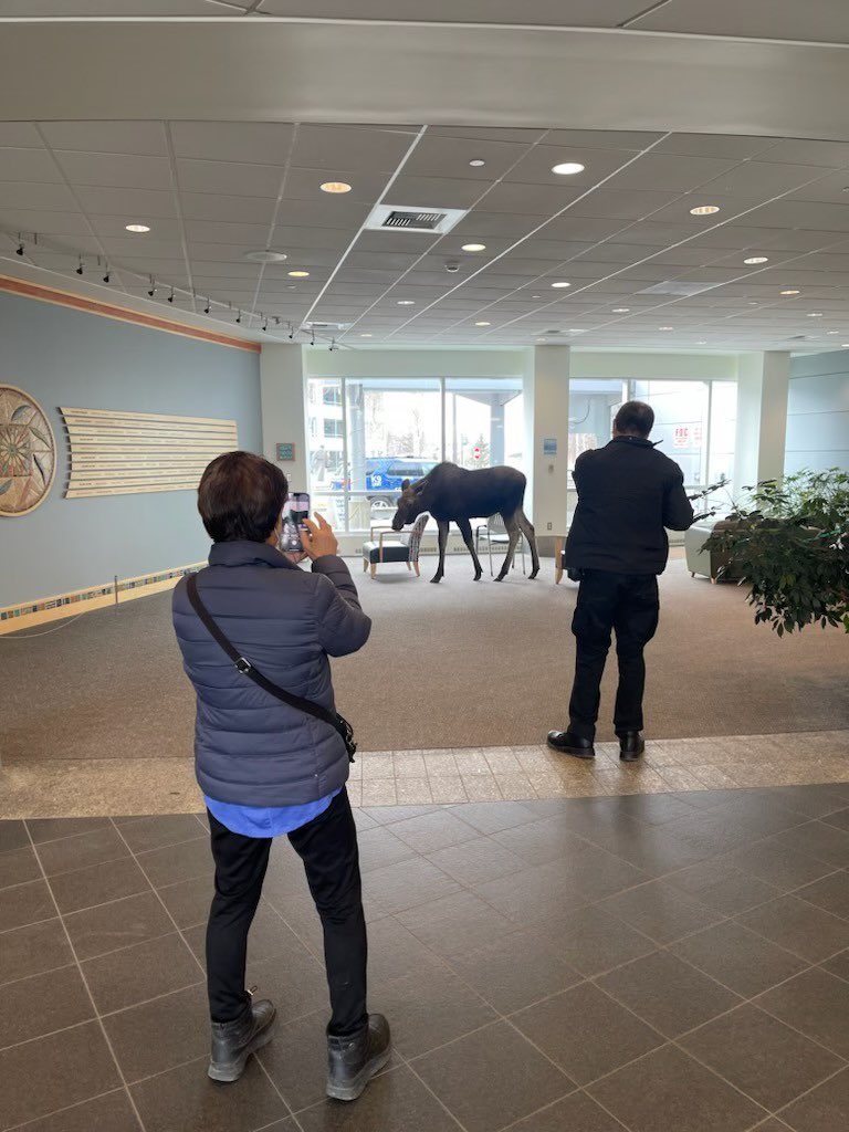 there is a moose in the providence lobby today hahahaha