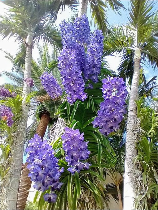KubinRonnie's tweet photo. Vanda Coerulea 🌸🌸🌿
commonly known as blue orchid, blue vanda or autumn lady's tresses, is a species of orchid found Northeast India with its range extending to China, It has bluish purple flowers long lasting orchid #orchids #plants #กล้วยไม้ #蘭 #フラワーズ #flowerers https://t.co/tu4gAyP3Yl